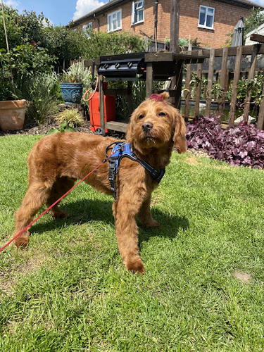 Muddy Paws Dog Grooming Coleshill